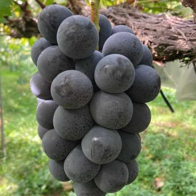 akiman33's profile picture. 世の中がおかしな方向に進んでいる。  コロナ騒ぎ、ワクチン後遺症、戦争で人が沢山亡くなってる。 世界が平和になる事を願います。