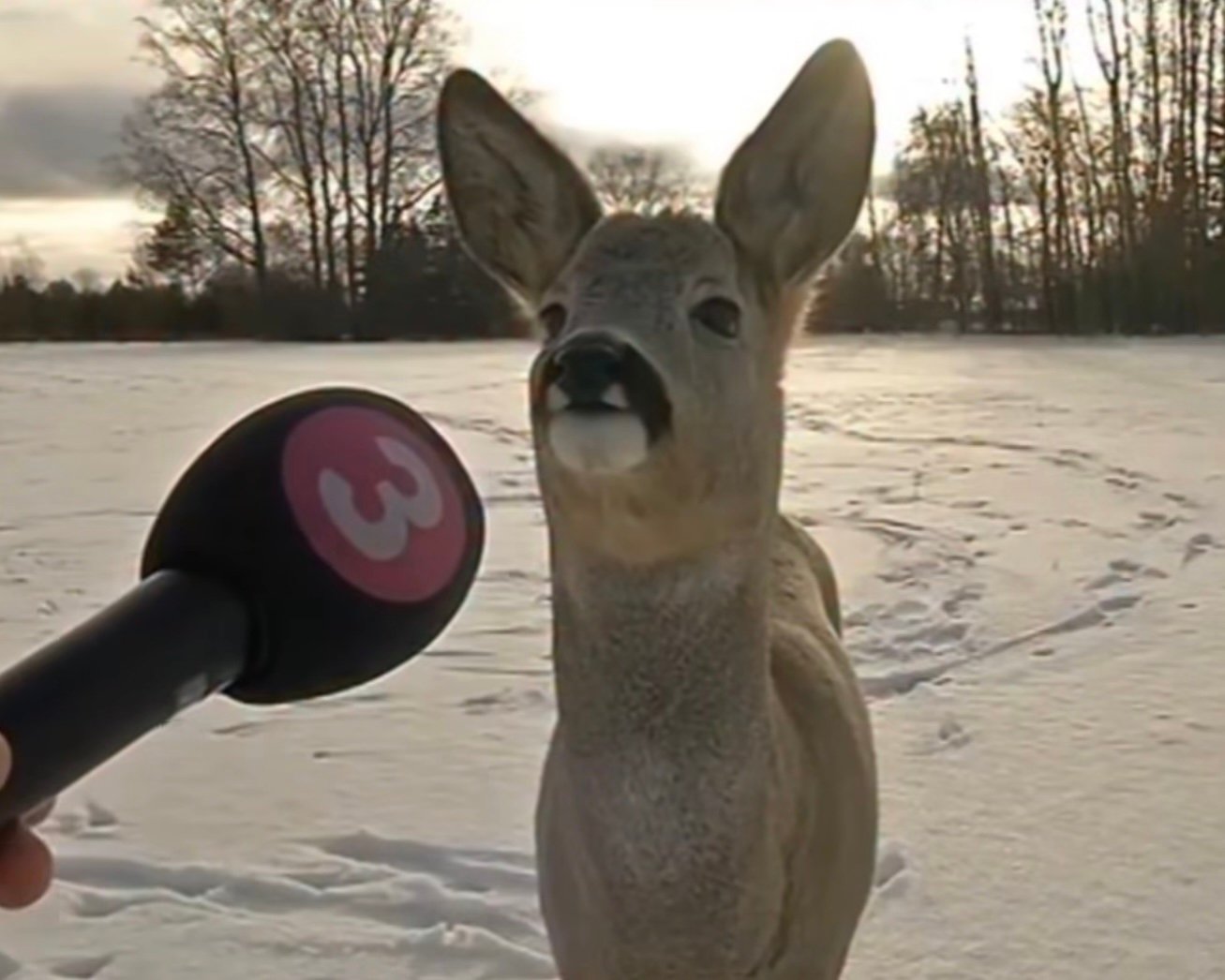 Ctrlzas's profile picture. bi | repost acc | nothing is me 💕