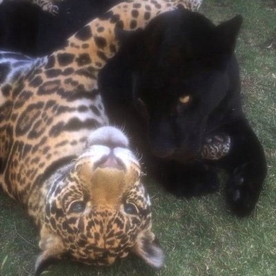 escritosvibra's profile picture.