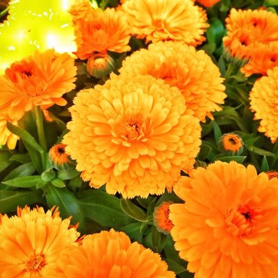 ride4munchies's profile picture. 