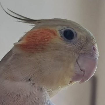 clarioteca's profile picture. #odontotwt