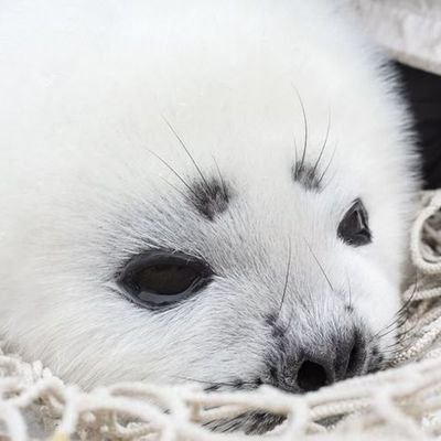 chirichei's profile picture. Antis dni pls! 🍯🧸 I love cartoons & seals 🦭🐚 profic/propara I follow back 🫧 priv: @richierapist richie hypersharing yume