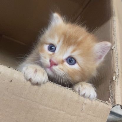 MemoryOmori's profile picture. Gallery of Things