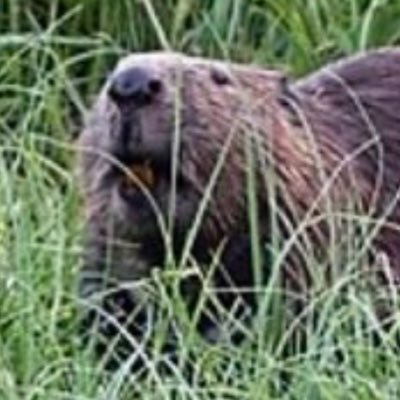 uwucapitalz's profile picture. institutional, unicorn mounter