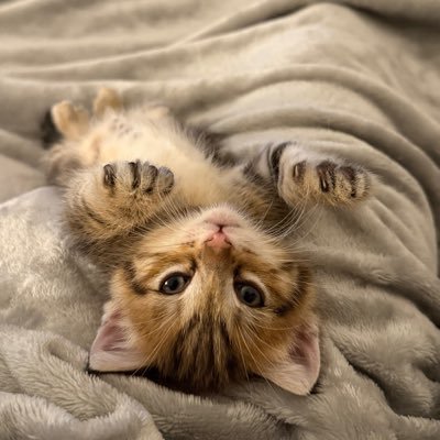 SuperDieego's profile picture. Como te extraño gatita 💔