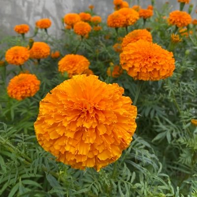 gurung_deepa's profile picture. 