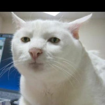 CrazyCat1615009's profile picture. 