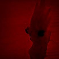the nyz 🩸| °•°さんのプロフィール画像