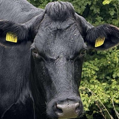 jupipet's profile picture. Cow-funding entusiast and meme coin hunter.