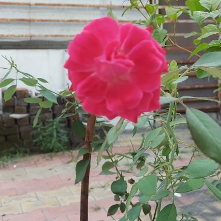 @Bhavesh0721
