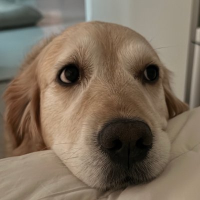 minz_0102's profile picture. 골든 리트리버 - 조상 어딘가에서 유전자가 섞인 것 같은 곱슬모
암컷 - 중성화해서 헷갈리지만
2019년 1월 19일 생

🌟특기
    땐스땐스, 다이빙&수영, 후엥후엥 울기, 까까 라는 말에 귀 쫑긋하기
🌟하고싶은 말 
까까주는 사람 조아요! 궁디팡팡 해주는 사람 조아요!