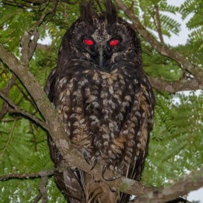 paulesupaadham's profile picture. A ghost cannot Harm you. it can only seen by you. At most it can ask you for help