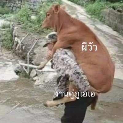 @yourbadcow09