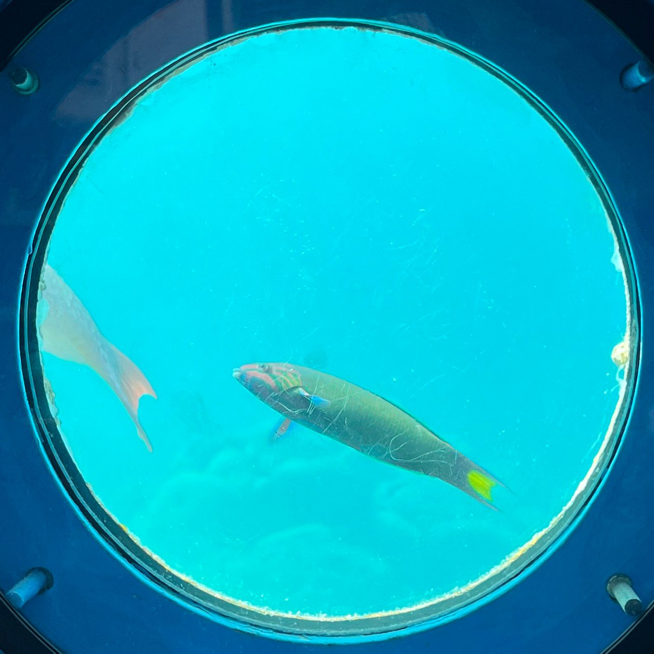 crazy_dds_phd's profile picture. 