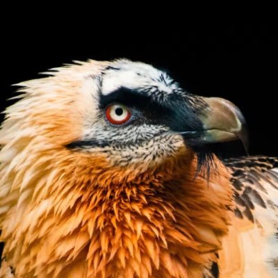 slvulture's profile picture. Goodbye ✌️ I love you all ❤❤️ ❤️