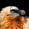 slvulture's profile picture. Goodbye ✌️ I love you all ❤❤️ ❤️