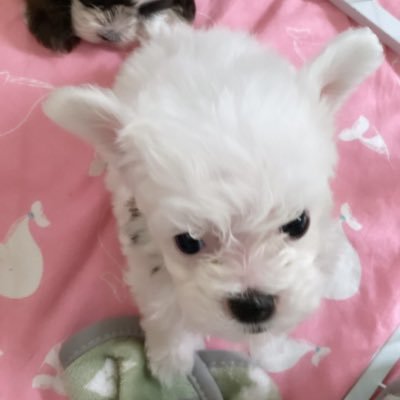 _thananp's profile picture. @marktuan #吴磊LEO #LEEHAN 🐠 #reviewthananp