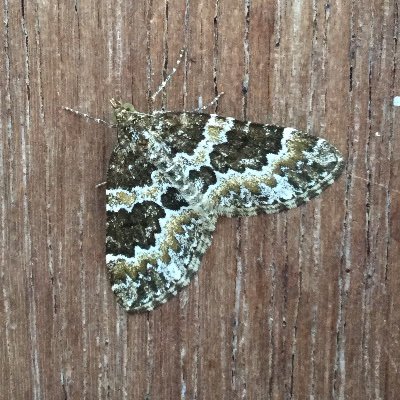 patternedroller's profile picture. 