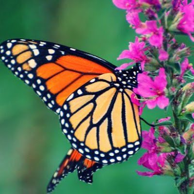 AzrGhaznav737's profile picture. Hello world