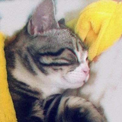 m1s0g1x's profile picture. 20 ↑  FGO/シャニマス/プロセカ　中国人💦日本語下手なのですみません🧎‍♀️ 無言フォロー失礼します❕お気軽に絡んでください☺️PFPはうちのネコです🐈