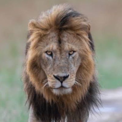 PJC641's profile picture. Denying truths doesn’t change facts.We are not bound to tolerate those opinions and practices that are contrary to the peace of mankind - John Locke