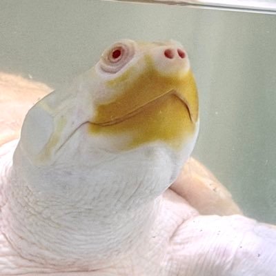 WorldfishBigin's profile picture. 京都の熱帯魚・爬虫類専門店です 上級マニア様も納得のレア個体多数ストックしております✨京都市登録第140035号 Twitterからの返信は行っておりません🤲商品に関するご質問はホームページ記載のメールアドレス、電話からお願い致します👌