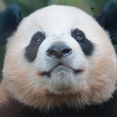 coffeessugar's profile picture. COFFEE * MUSIC * DOGLOVER