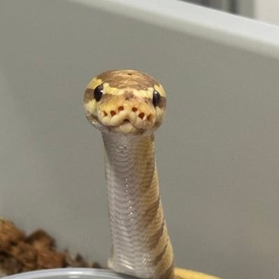 takeuma31888270's profile picture. 爬虫類と同居🦎 サルバx1 レッドテグーx1 フトアゴx2 レオパx2 ボールパイソンx24🐍 絶賛ボールにハマっております✨無言フォローすいません🙇‍♂️皆さん是非とも仲良くしてください😊よろしくお願いします✨