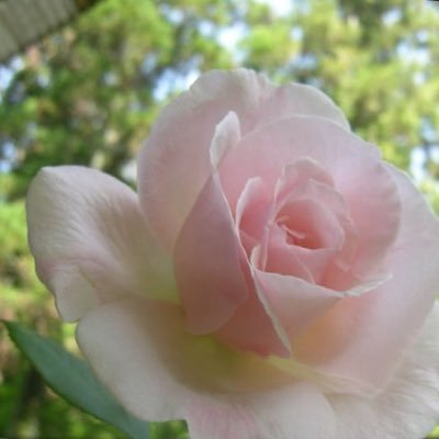 83hami7's profile picture. Protecting the sacred Earth . 神聖な地球を守る🌏 The radiance of pure soul 魂の輝き✨ No DM🚫