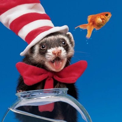 snoodful's profile picture. get sillay #CreamerNation #FREELUIGI #monkeybusiness