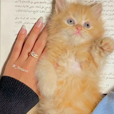 _3mann's profile picture. « ابوي يا خليف يسوى ملايين »