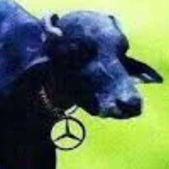 Mercedes_Bhens's profile picture. 