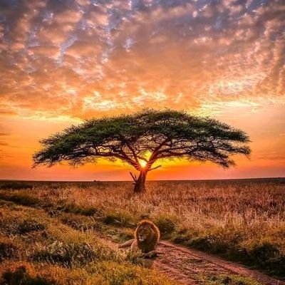 chitera_sam's profile picture. love life
