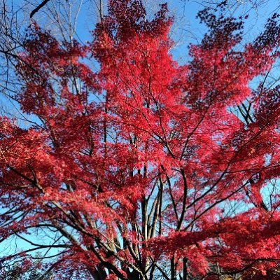 maple_tree4's profile picture. シンプルなWebデータベースを作成しました。(稼働時間 18:00-23:00)
↓のURLより確認出来ますのでご質問等頂けますでしょうか。