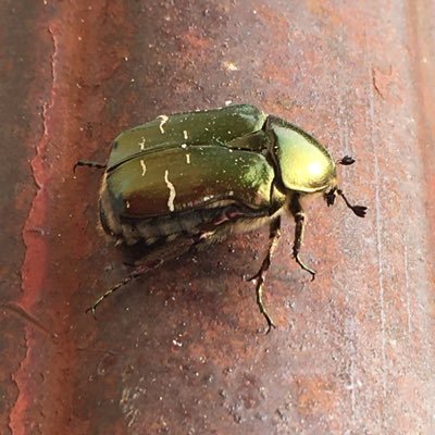 OrtoLaura's profile picture. L'IndusTriaLizzaZione, Ha ScombiNato iL RitMoUmaNo!!! DoBbiamo RalLenTare!!!!FrEeMaRjiUanAForEVer!!!