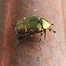 OrtoLaura's profile picture. L'IndusTriaLizzaZione, Ha ScombiNato iL RitMoUmaNo!!! DoBbiamo RalLenTare!!!!FrEeMaRjiUanAForEVer!!!