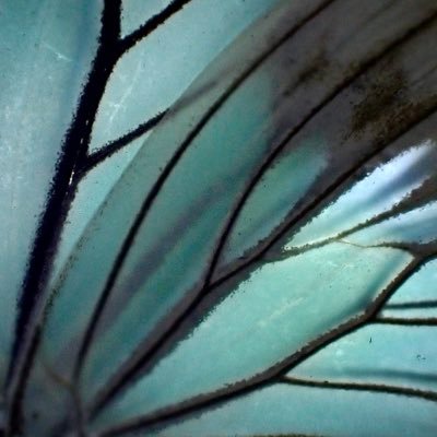 DamasterCarabus's profile picture. カラフルな昆虫と美しい鉱物、鉱石を撮影するのが好きな人。学術的な事には一切興味無く、広く浅く楽しんでます。時々レオパや多肉植物も。