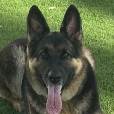 99_buzzy's profile picture. Software Professional. Patient Trader. Good Samaritan.