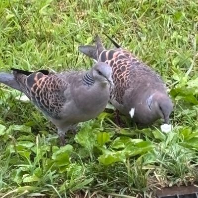 2jwlBnPdohcYdvC's profile picture. 