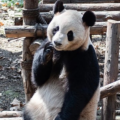 MANGO334306's profile picture. 