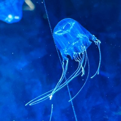 poteru3_7's profile picture. 2025/11/13　きらめきを集めることを決める。