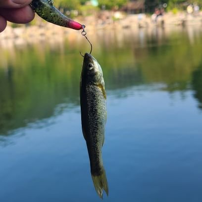 TpFCvYbuTgD49LU's profile picture. 発光路の3号池で、常に数釣りにチャレンジしてます！