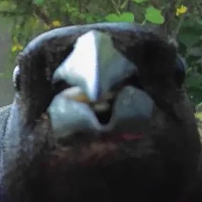 geckae32's profile picture. other acc @geckae2