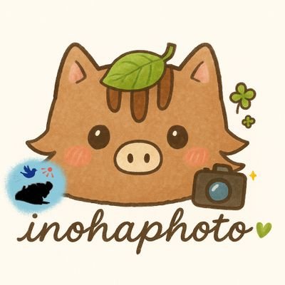 inohaphoto🍀【イノハ🍀* ゚】 Profile