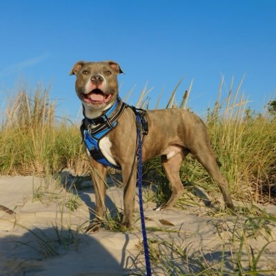 akaFLAVIO's profile picture. 