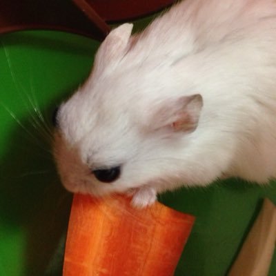 shigetf2's profile picture. 