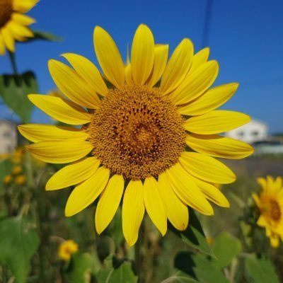 tushi1856657's profile picture. 