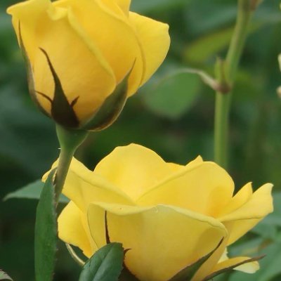 tushi1842364's profile picture. 