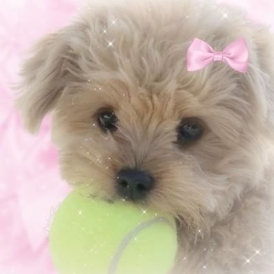 L1ttlepuppy_'s profile picture. ⏔⏔⏔ ꒰ ᧔🥞᧓ ꒱ ⏔⏔⏔                                                                     ‧₊˚ ┊I'm just a pet ୭ ˚. ᵎᵎ
