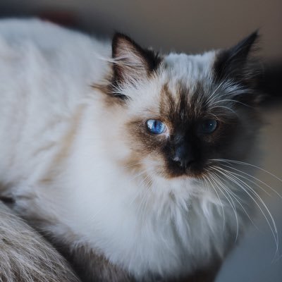 vegoro1's profile picture. 未经许可禁止转载，不卖图纯艺术创作，就这一个号，其他都是仿冒，无付费项目